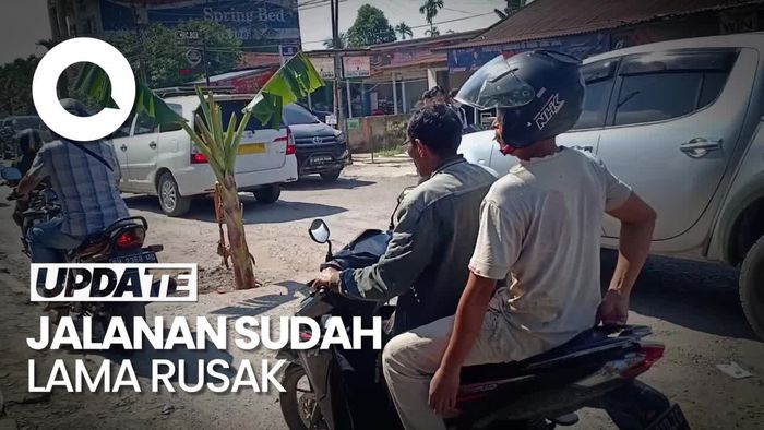 Warga Jambi Tanam Pisang di Tengah Jalan Rusak, Protes Tuntut Perbaikan