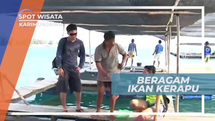 Mengenal Jenis Ikan Kerapu di Karimunjawa