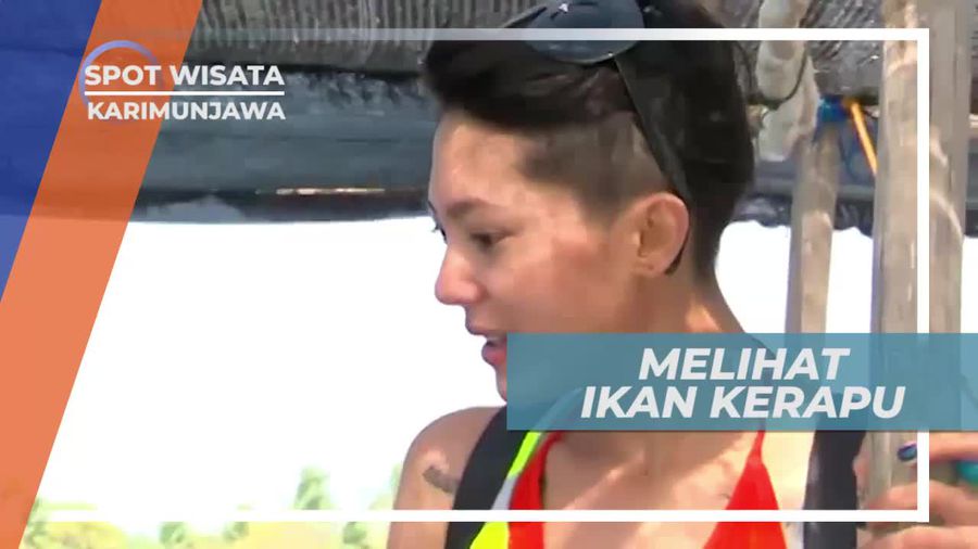 Melihat Dari Dekat Ikan Kerapu di Karimunjawa