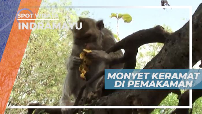 Kisah Monyet Keramat di Komplek Pemakaman Banjar Indramayu