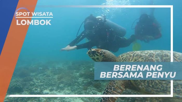 Berenang Bersama Penyu di Gili Meno Lombok