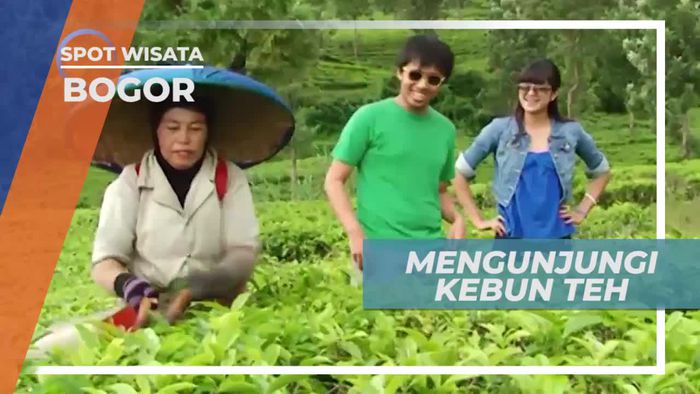 Menikmati Panorama Indah Hamparan Kebun Teh di Kota Bogor