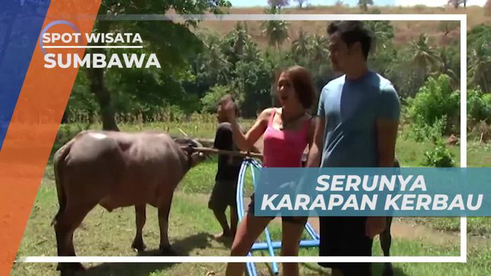 Adu Kecepatan Karapan Kerbau di Sumbawa