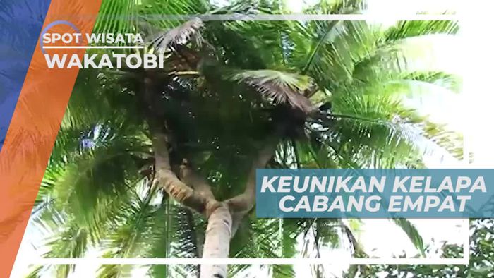 Memiliki Empat Cabang, Keunikan Pohon Kelapa di Wakatobi