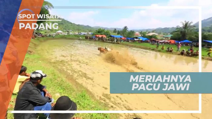 Pacu Jawi, Tradisi Balap Sapi di Desa Nagari Kota Padang