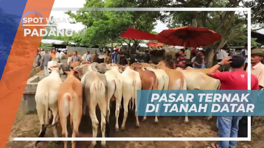 Berkunjung ke Pasar Ternak di Tanah Datar Sumatera Barat