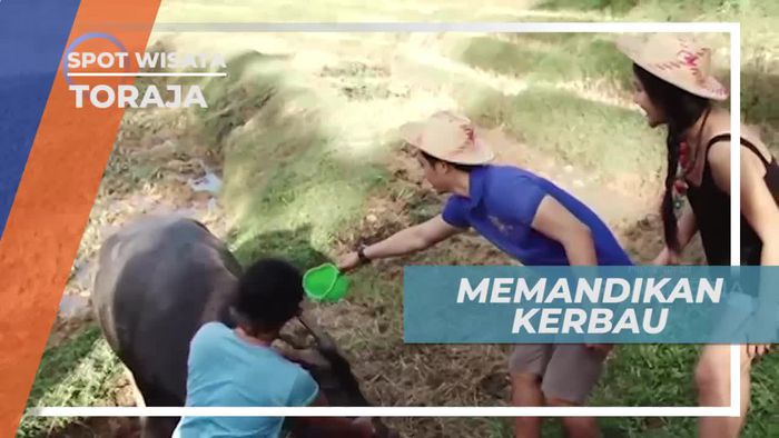 Keseruan Memandikan Kerbau di Tana Toraja