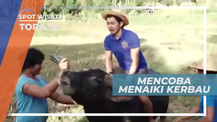 Uji Keberanian Mencoba Menaiki Kerbau di Toraja