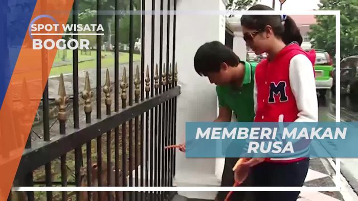 Memberi Makan Rusa di Kawasan Wisata Kota Bogor