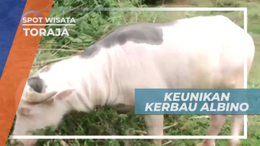 Kerbau Albino, Satwa Unik di Tana Toraja