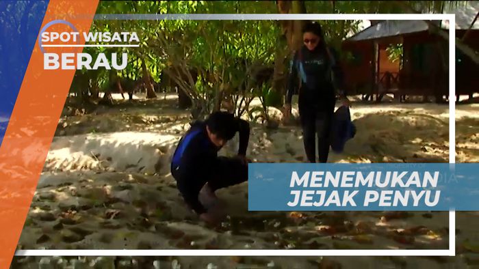 Jejak Penyu di Sepanjang Pasir Pantai Pulau Sangalaki, Berau