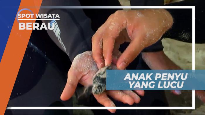 Berburu Anak Penyu yang Baru Menetas di Pulau Sangalaki, Berau