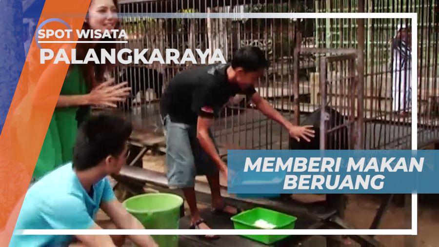 Senangnya Berinteraksi dan Memberi Makan Beruang, Palangkaraya