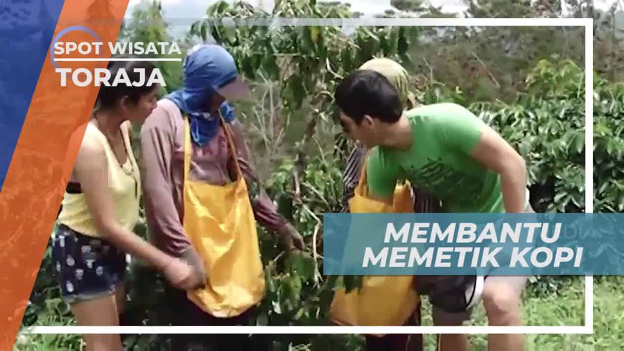Memetik Kopi Bersama Petani Lokal Tana Toraja