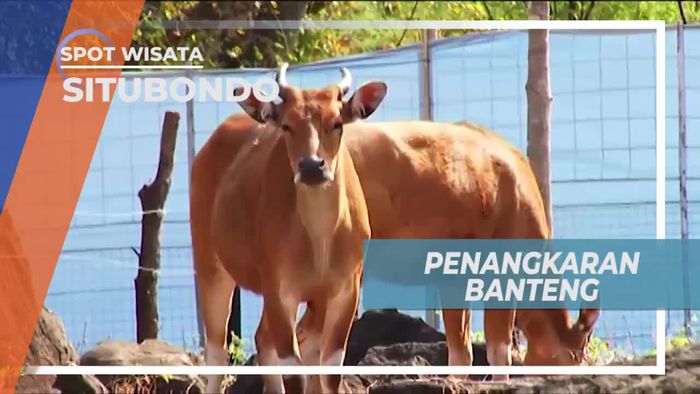 Berkunjung ke Penangkaran Banteng di Taman Nasional Baluran Situbondo