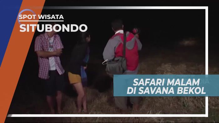 Safari Malam di Savana Bekol Situbondo