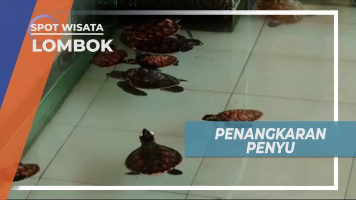 Pengkategorian Penyu Berdasarkan Umur di Penangkaran Lombok