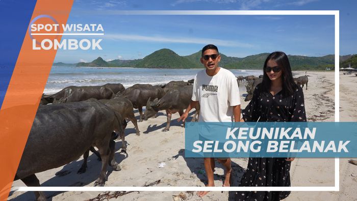 Barisan Puluhan Ekor Kerbau, Salah Satu Keunikan Pantai Selong Belanak, Lombok