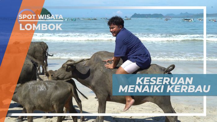 Pengalaman Seru Naik Kerbau di Tepi Pantai, Lombok