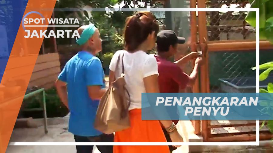 Mengunjungi Tempat Pelestarian Penyu di Pulau Pramuka, Jakarta