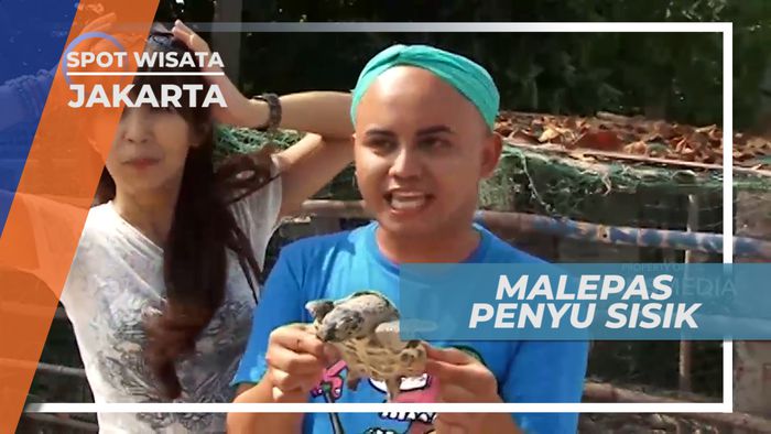 Pengalaman Seru Melepas Penyu Sisik Kembali ke Alam, Jakarta