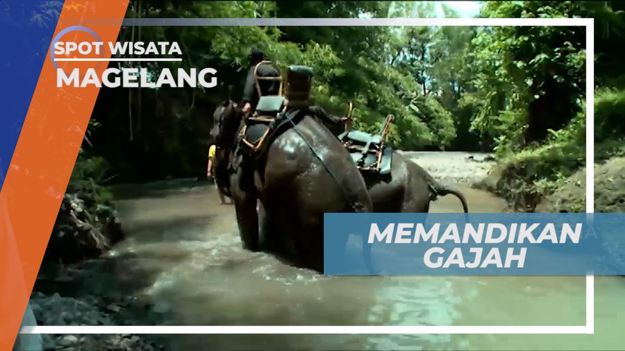 Sensasi Seru dan Menyenangkan, Memandikan Gajah di Sungai, Magelang
