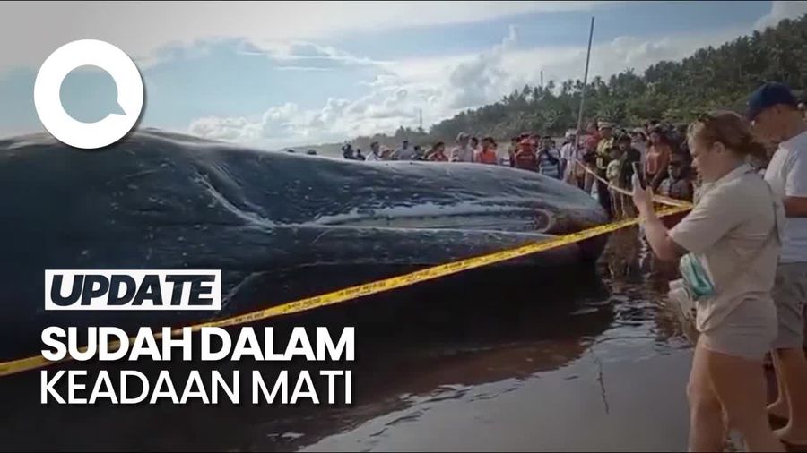Lagi-lagi Paus Sperma Ditemukan Terdampar di Pantai Bali