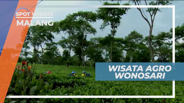 Menikmati Suasana Sejuk, Asri dan Alami di kebun Teh Wonosari, Malang