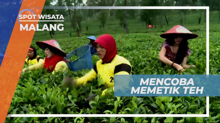Pengalaman Menyenangkan, Ikut Bersama Warga Memetik Daun Teh, Malang