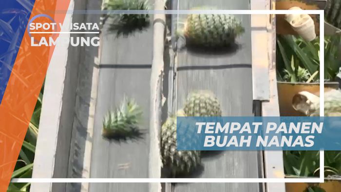 Melihat Proses Memanen Buah Nanas Dengan Alat yang Canggih, Lampung