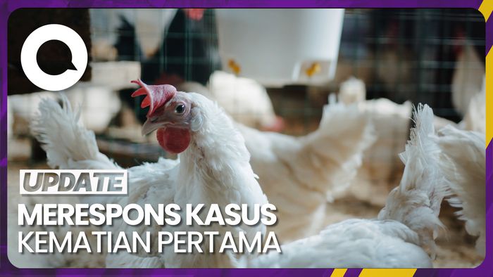 WHO Sebut Penyebaran Flu Burung H8N3 Rendah