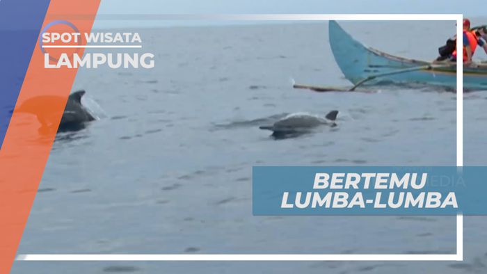 Pengalaman Seru Bertemu Gerombolan Lumba-lumba di Tengah Laut, Lampung