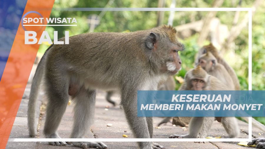 Senangnya Berinteraksi dan Memberi Makan Monyet di Desa Wanagiri, Bali