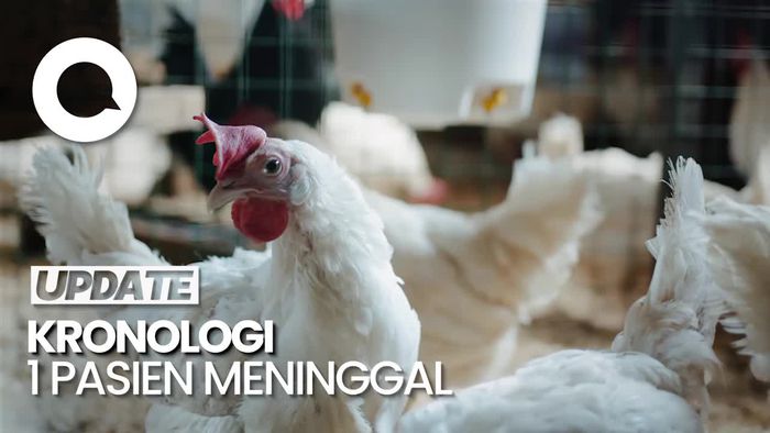 Catatan WHO soal Infeksi Flu Burung H3N8 pada Manusia di China
