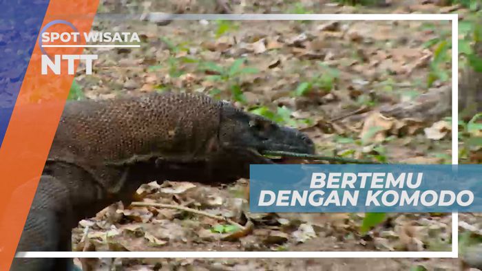 Menjelajahi Pulau, Bertemu Komodo di Alam Bebas, Nusa Tenggara Timur