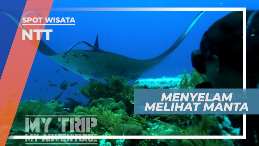 Pengalaman Seru, Menyelam Bersama Ikan Pari Manta, Nusa Tenggara Timur