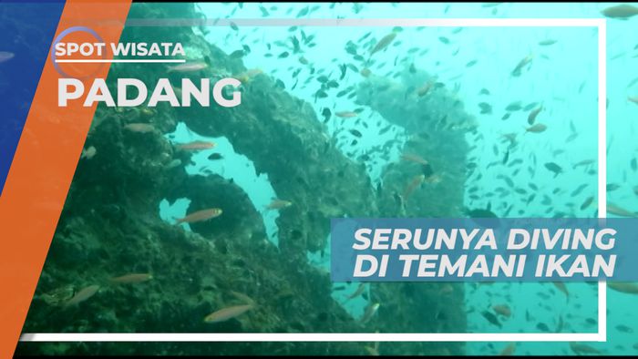 Serunya Menjelajahi Bawah Laut Pulau Mandeh di Temani Gerombolan Ikan, Padang