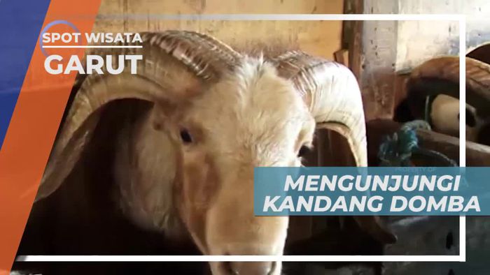 Berkunjung ke Peternakan Domba di Kota Garut