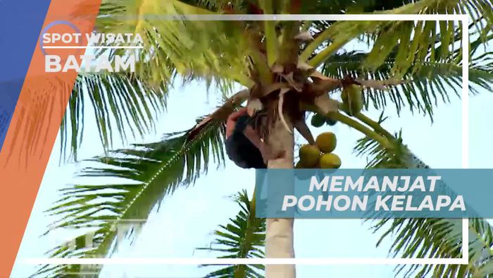 Memetik Kelapa Segar Langsung Dari Pohonnya, Batam