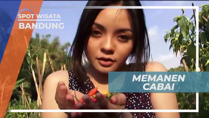 Memetik Cabai Langsung Dari Kebunnya, Bandung