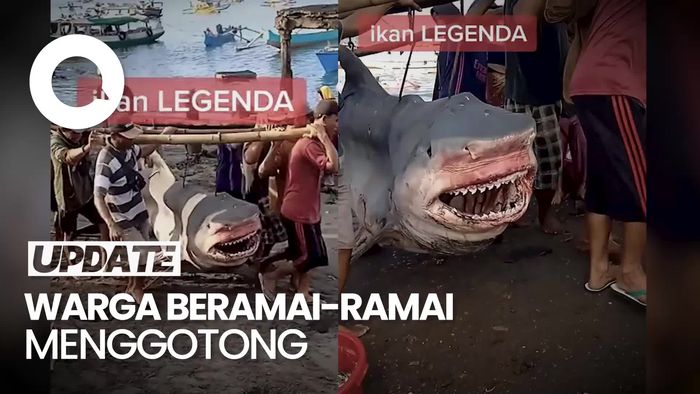 Viral Hiu Macan Besar Digotong Warga Lombok Timur, Ini Kata BKSDA