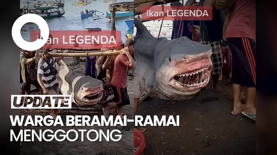 Viral Hiu Macan Besar Digotong Warga Lombok Timur, Ini Kata BKSDA