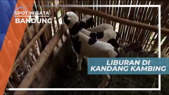 Berkunjung ke Peternakan Kambing di Kampung Cikadang Bandung