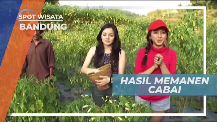 Hasil Panen Cabai Melimpah, Bandung