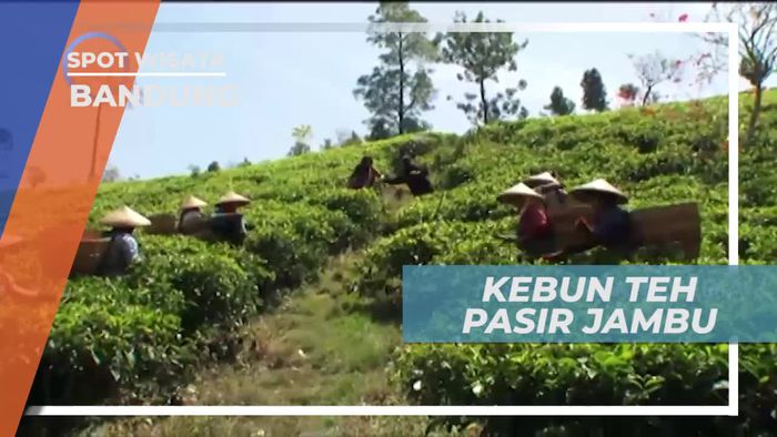Berkunjung ke Kebun Teh Pasir Jambu Bandung