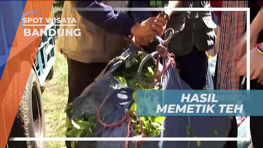Menimbang Teh Hasil Petik di Kebun Jambu Bandung