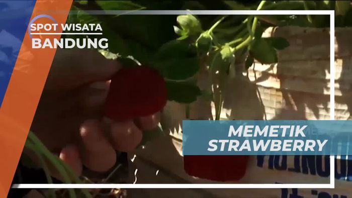 Keseruan Memetik Strawberry Langsung Dari Kebunnya, Bandung