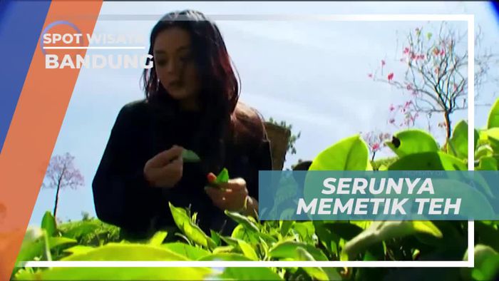 Memetik Teh Langsung Dari Kebunnya, Bandung