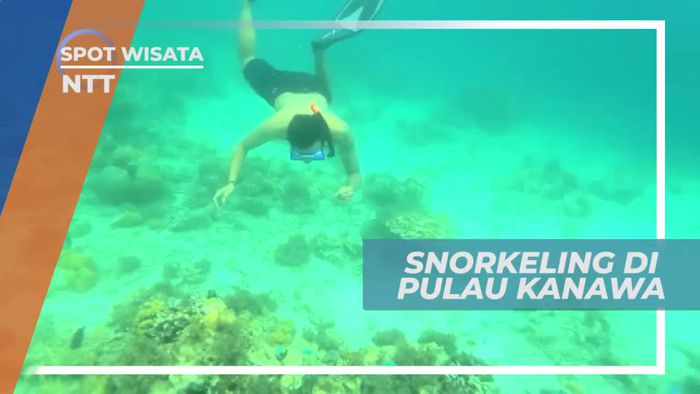 Snorkeling Menikmati Keindahan Bawah Laut Pulau Kanawa, Nusa Tenggara Timur