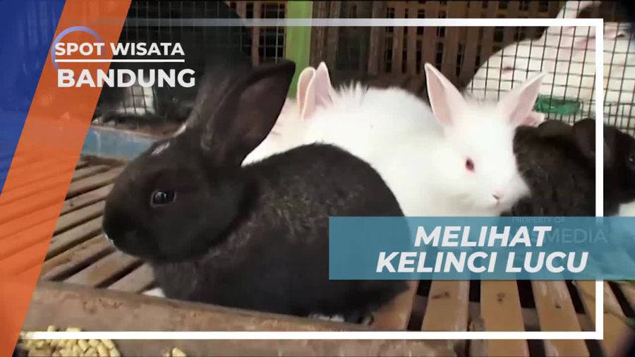 Bermain Bersama Kelinci Lucu nan Menggemaskan, Bandung